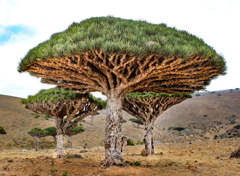 Socotra Island on the Indian Ocean jigsaw puzzle online