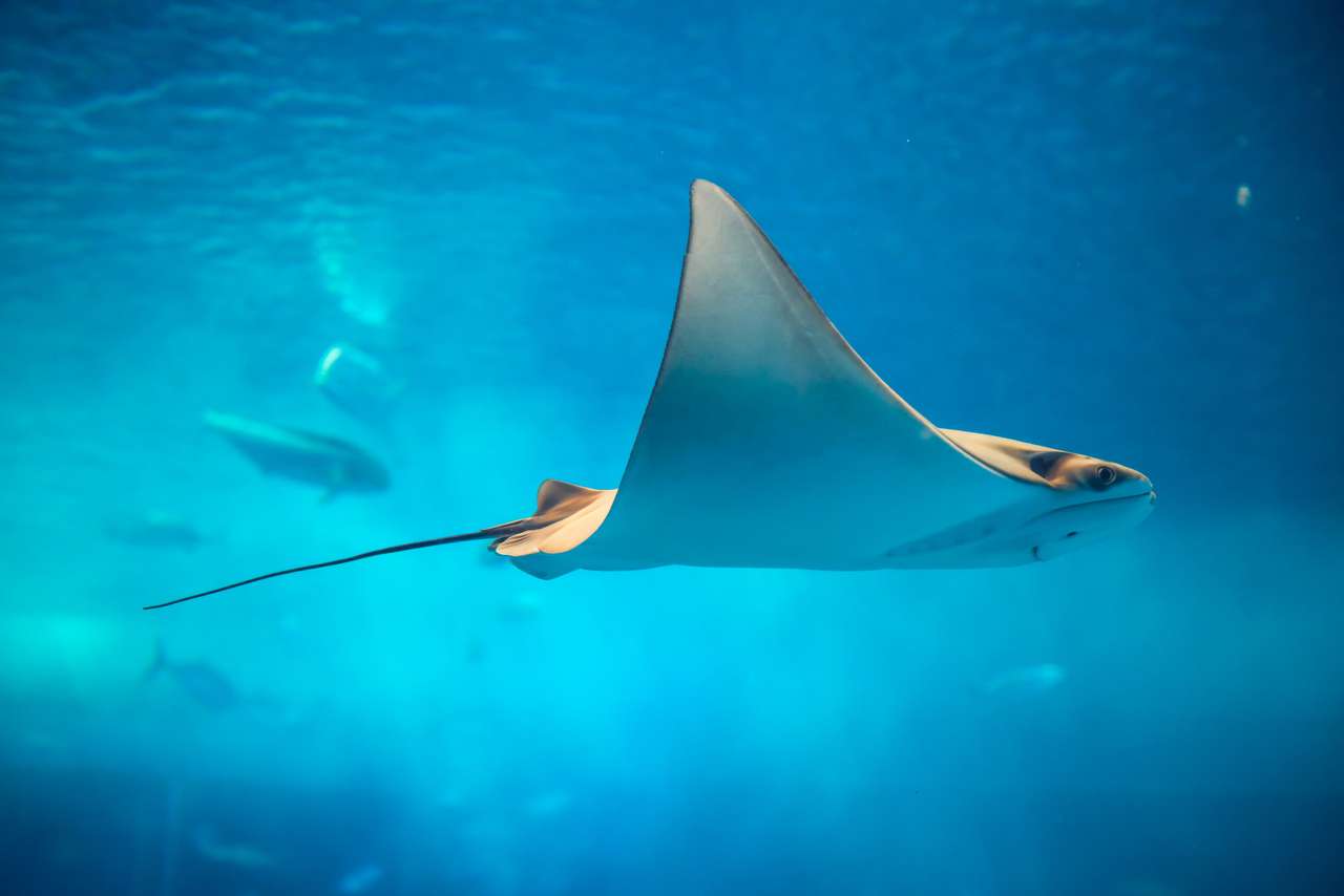 Скат в аквариуме Окинавы онлайн-пазл