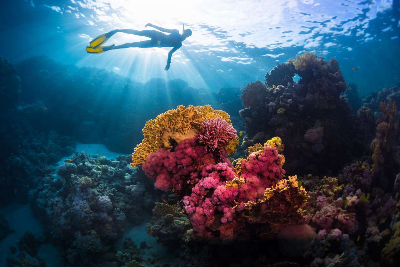 Gratis duiker onder water zwemmen over levendig koraalrif. Rode zee, Egypte online puzzel
