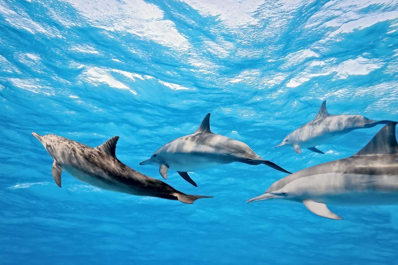 Дикие дельфины плавают в море пазл онлайн