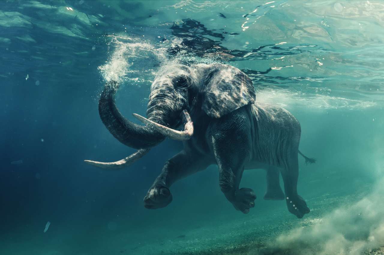 Elefante africano nadando bajo el agua. rompecabezas en línea