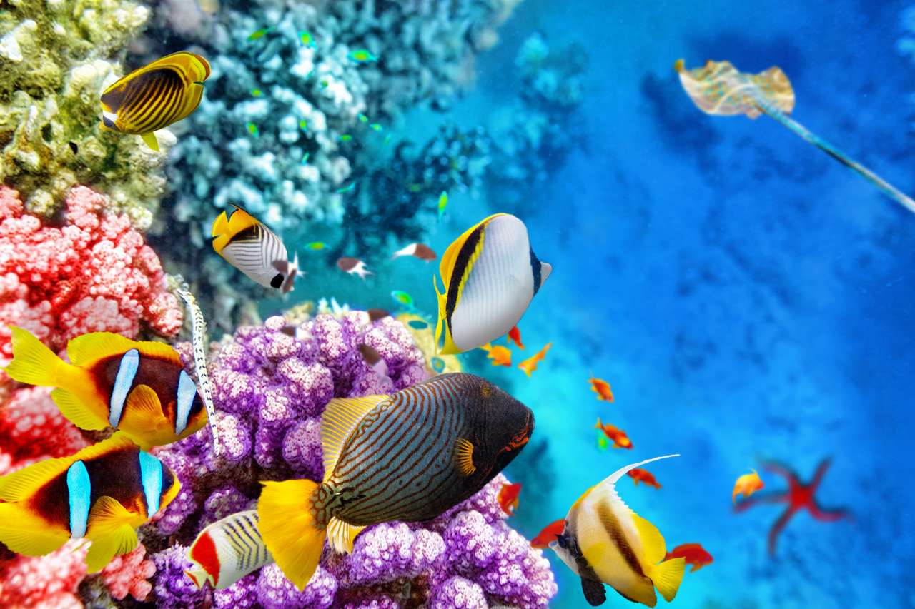 Underbar och vacker undervattensvärld med koraller och tropisk fisk. Pussel online