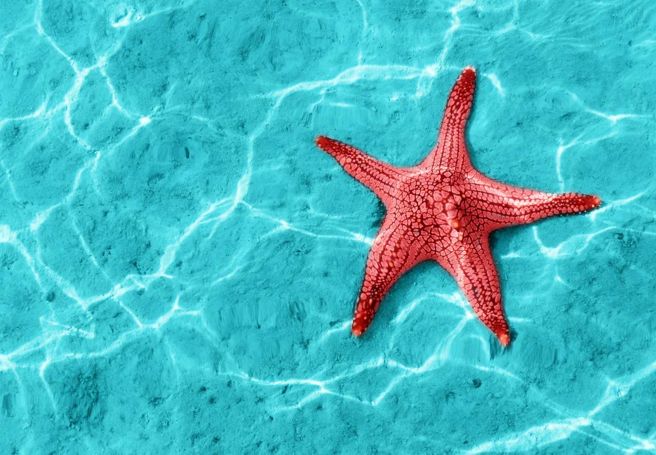 Estrellas de mar en agua azul con reflejo de luz. rompecabezas en línea