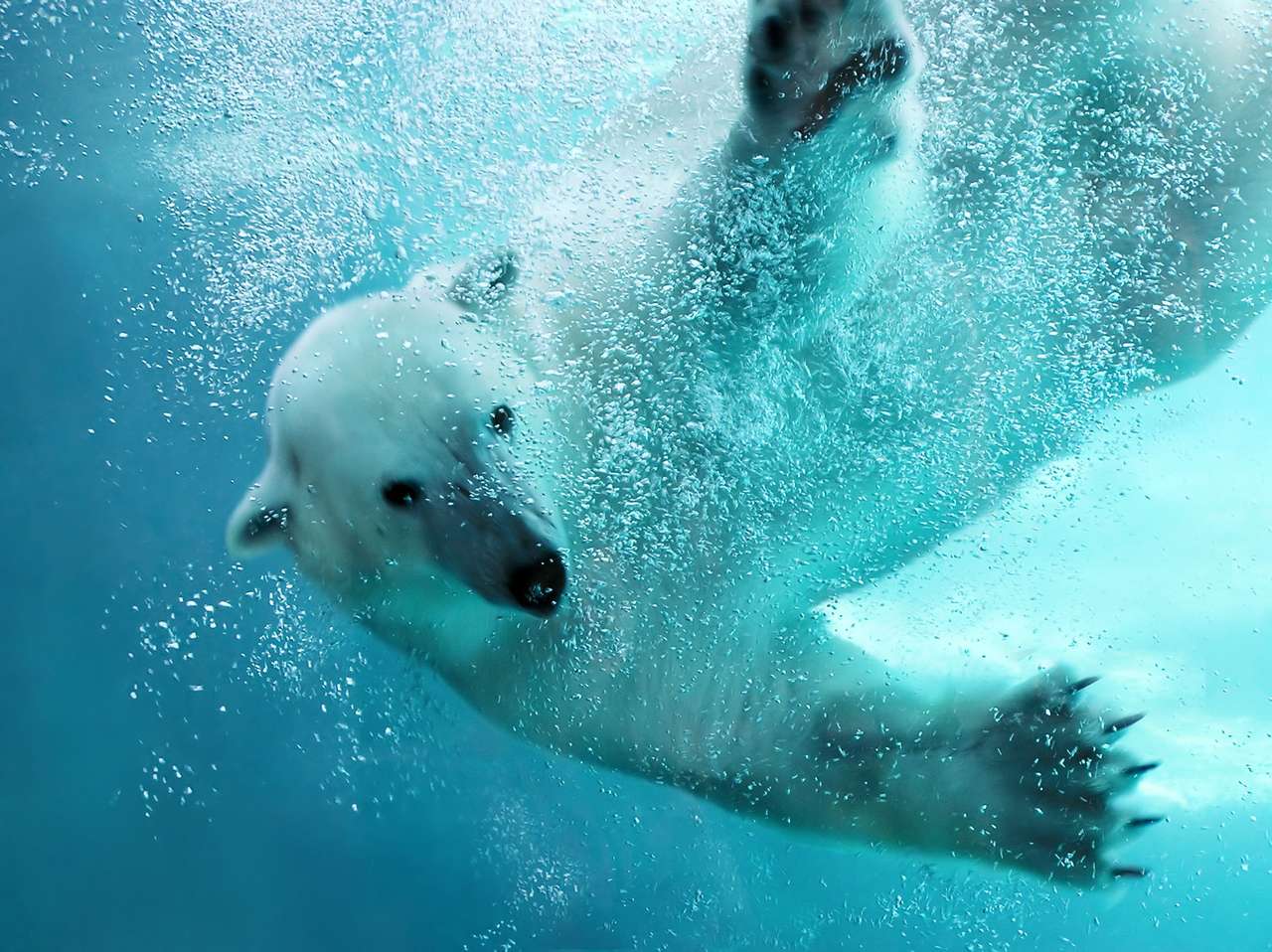 Polar bear attacking underwater with full paw blow jigsaw puzzle online
