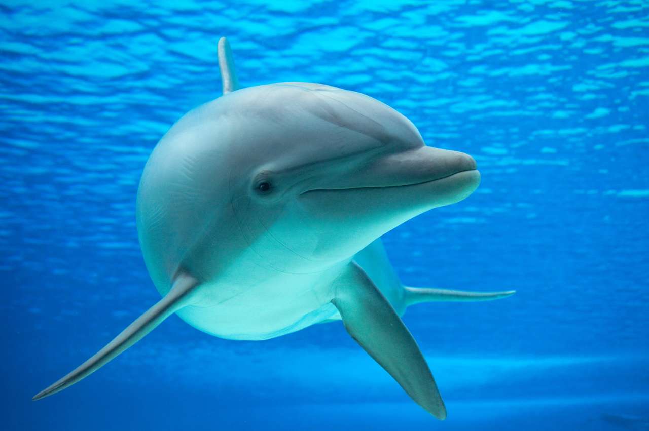 Το δελφίνι φωτογραφήθηκε σε ένα ενυδρείο από ένα υποβρύχιο παράθυρο online παζλ