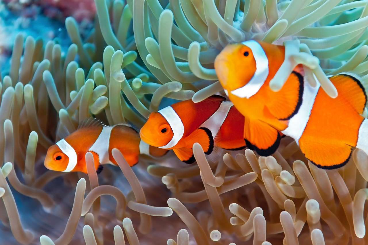 Tropisk Clownfish - Coral Reef, Filippinerna Pussel online