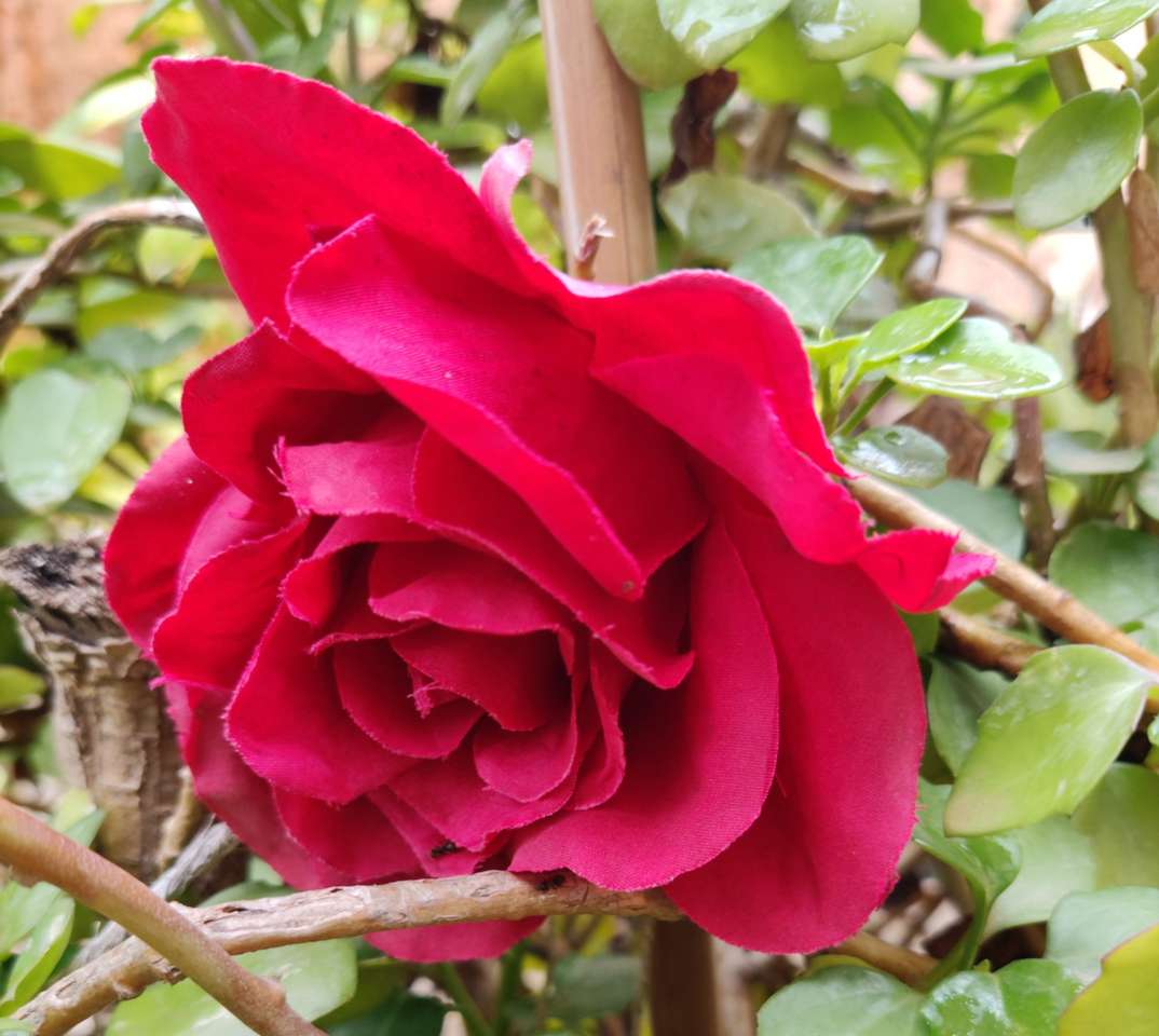 Una rosa rossa❤️❤️❤️❤️. puzzle online