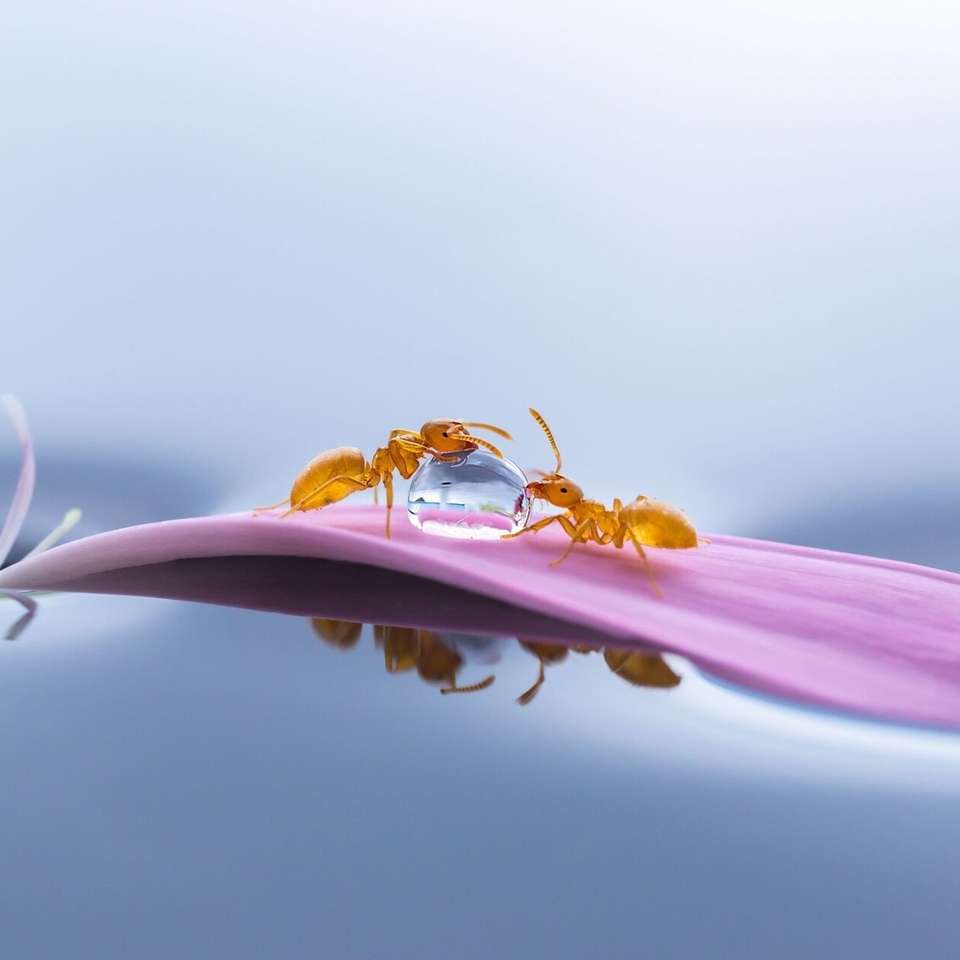 Grafica - formiche su un petalo floreale puzzle online