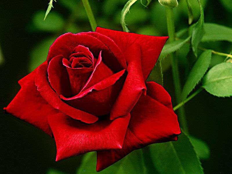 червена роза онлайн пъзел