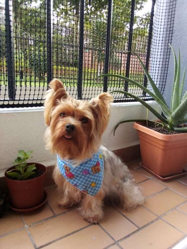 Milo El Mejor Perro del Mundo puzzle en ligne