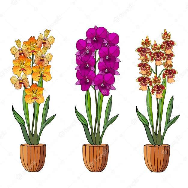 orquídeas. quebra-cabeças online