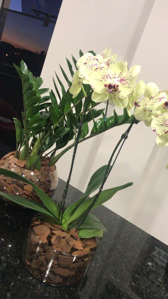 Orchidej skládačky online