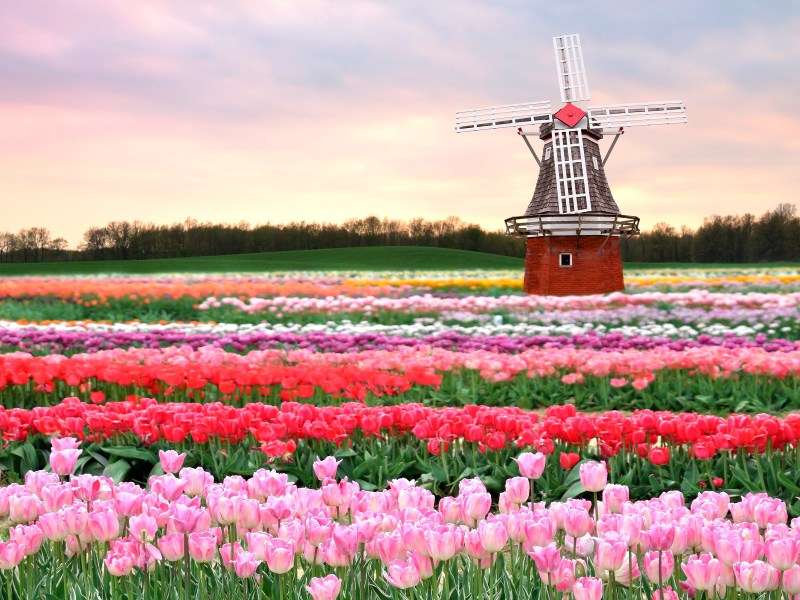 Campos de tulipán en los Países Bajos rompecabezas en línea