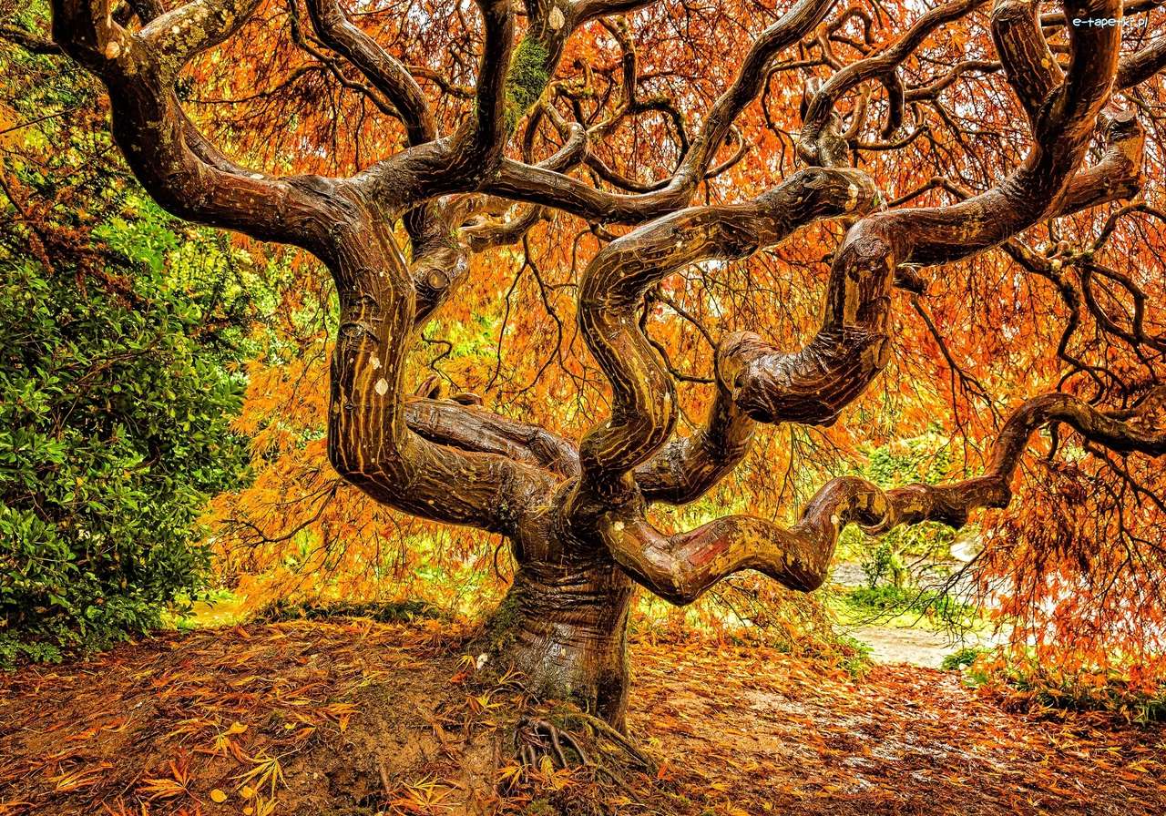 Acero giapponese in autunno puzzle online