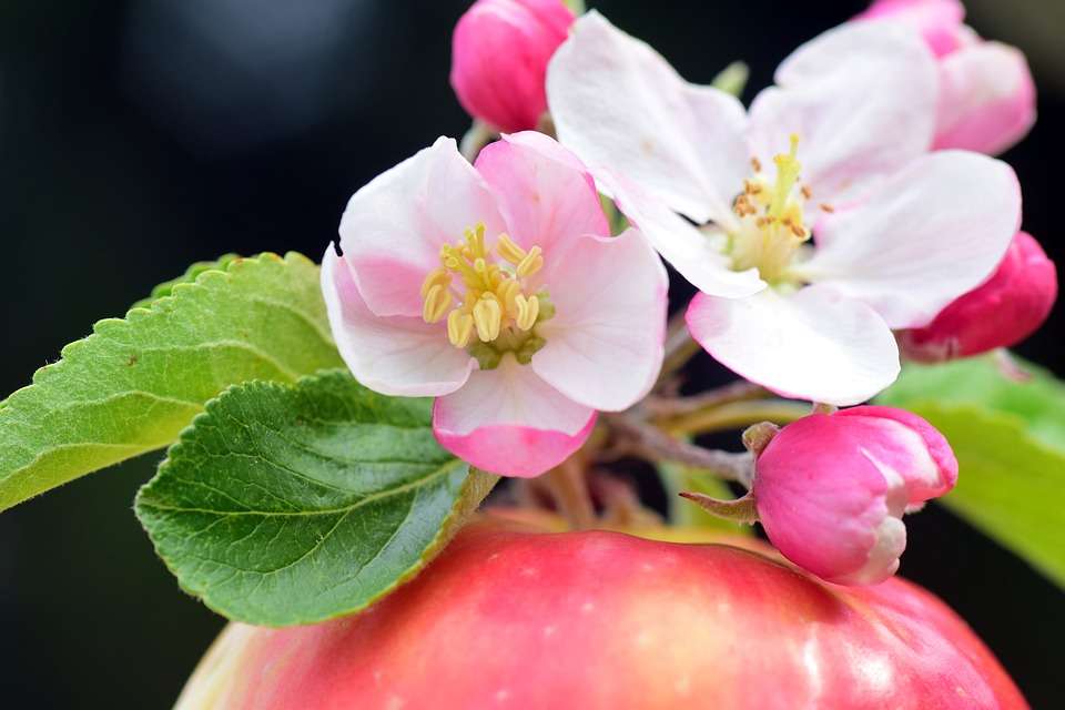 Flores da Apple. quebra-cabeças online