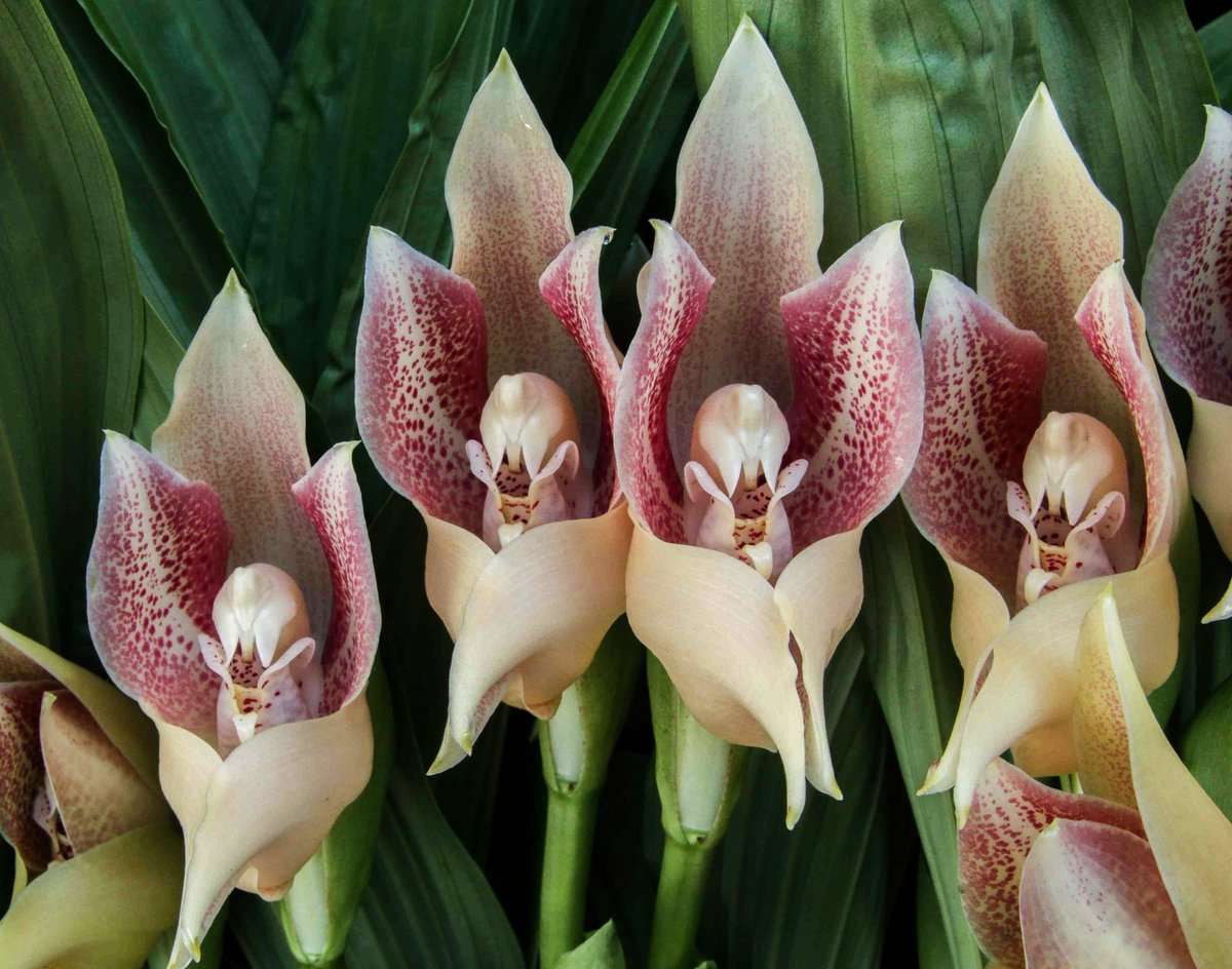 Тропически орхидея онлайн пъзел