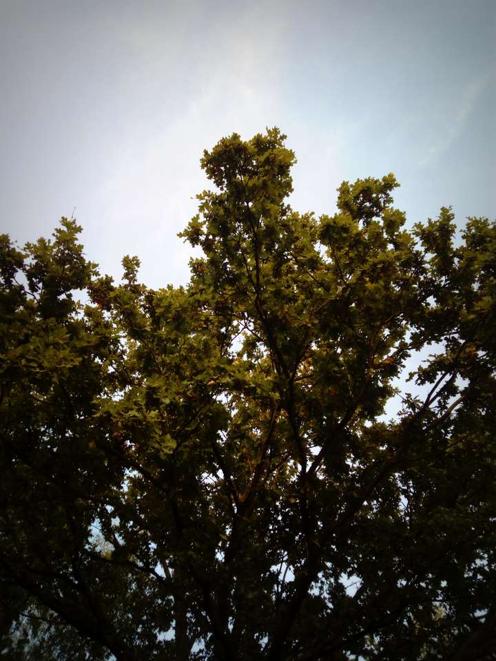 木の上の枝 ジグソーパズルオンライン
