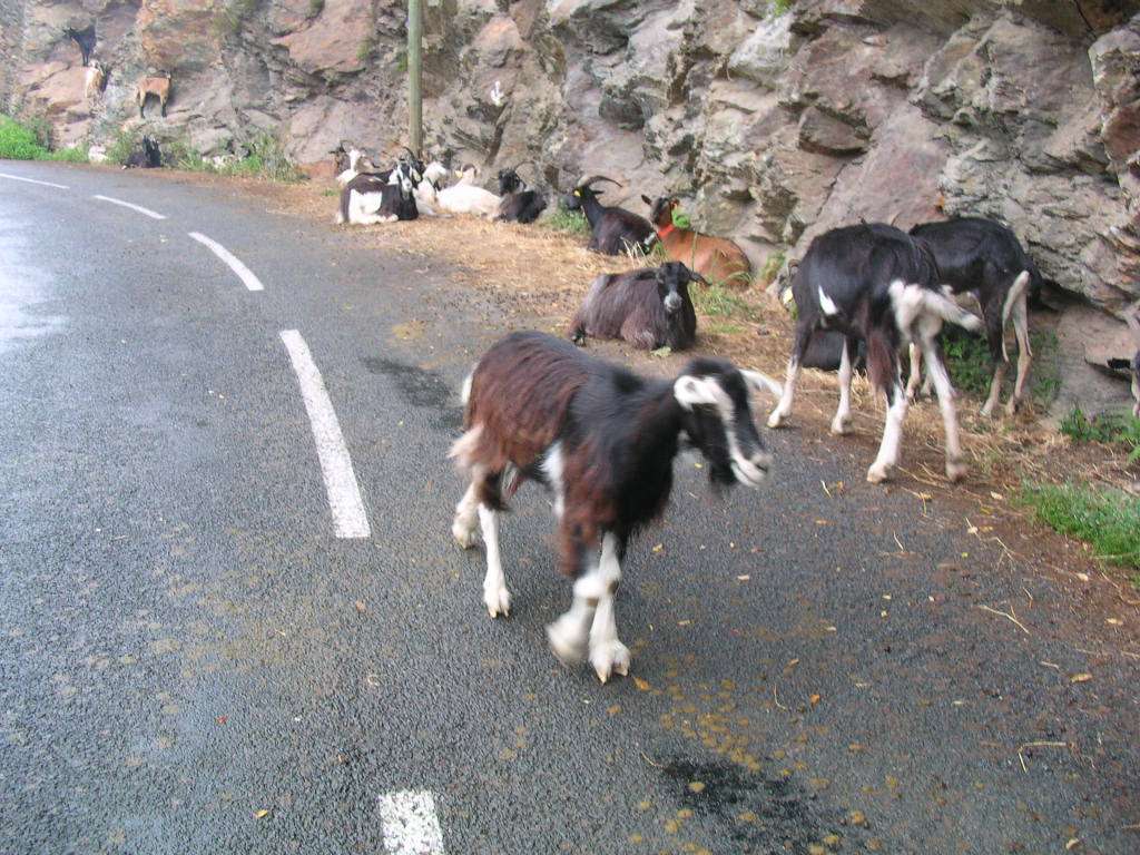 chèvres sur une route puzzle en ligne
