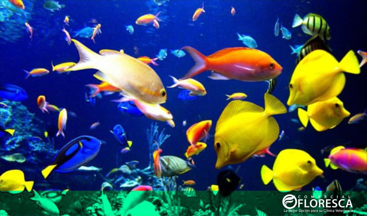 Ζώα: Ψάρια παζλ online
