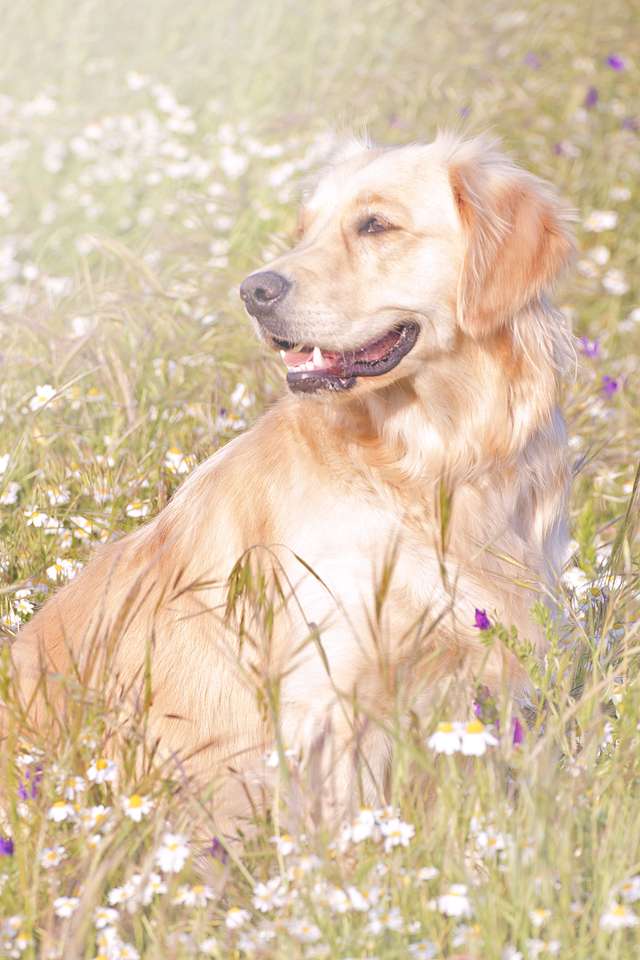 собака на вершине цветов онлайн-пазл