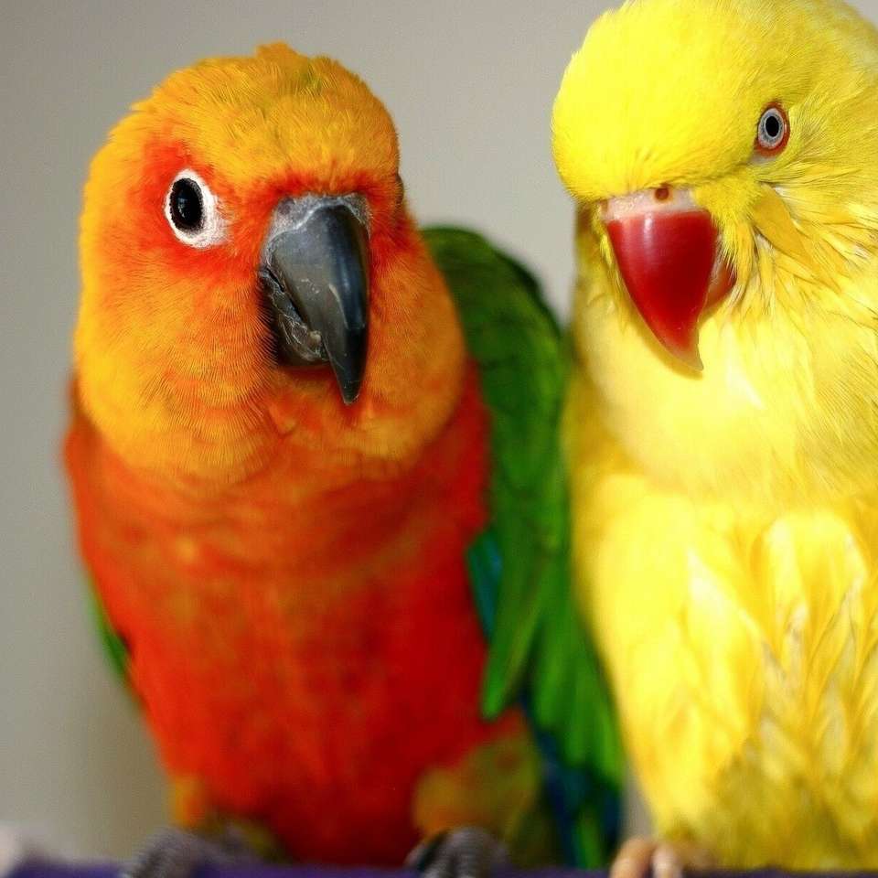 Två papegojor pussel på nätet