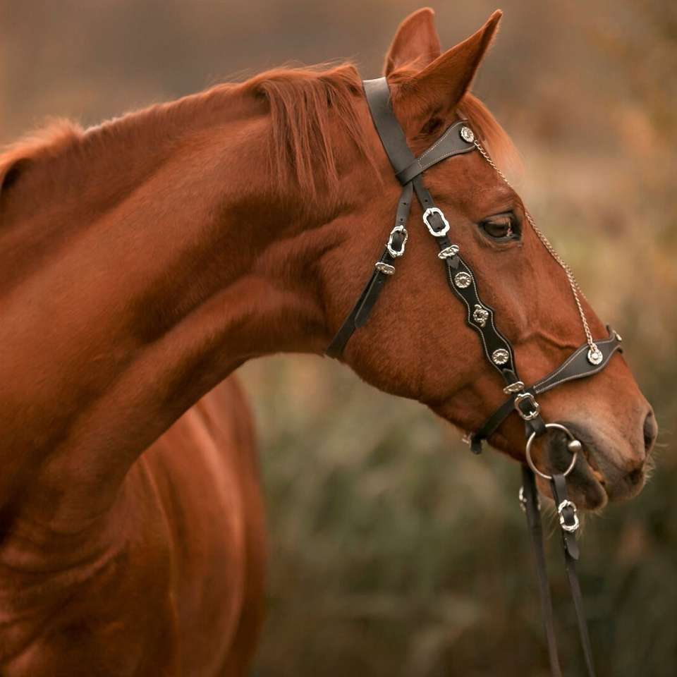 La bocca di un cavallo in un'imbracatura puzzle online