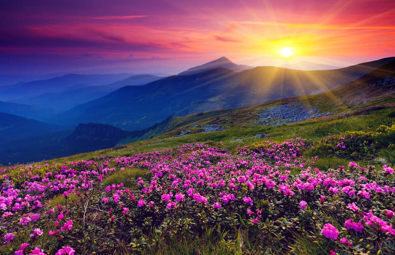 Flores de rododendro na montanha puzzle online