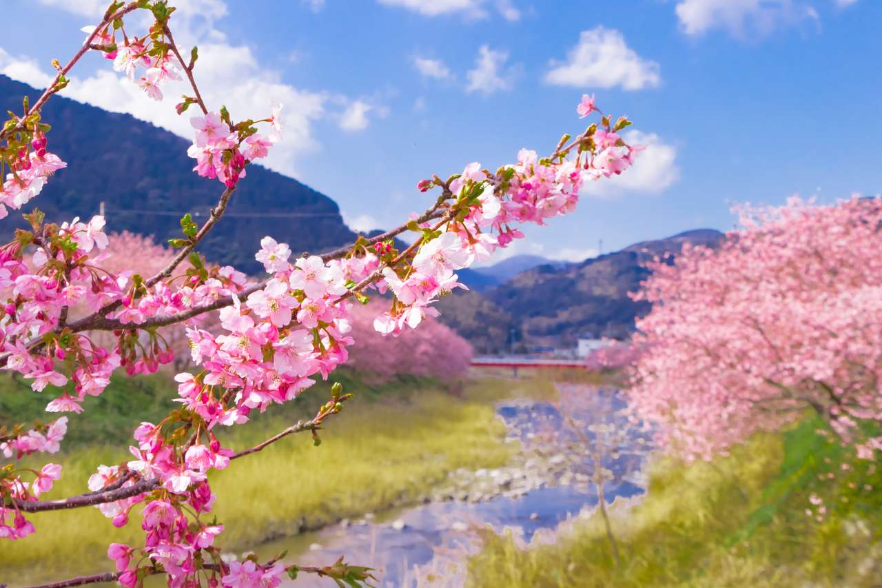 Цвітіння сакури в місті Кавазу онлайн пазл
