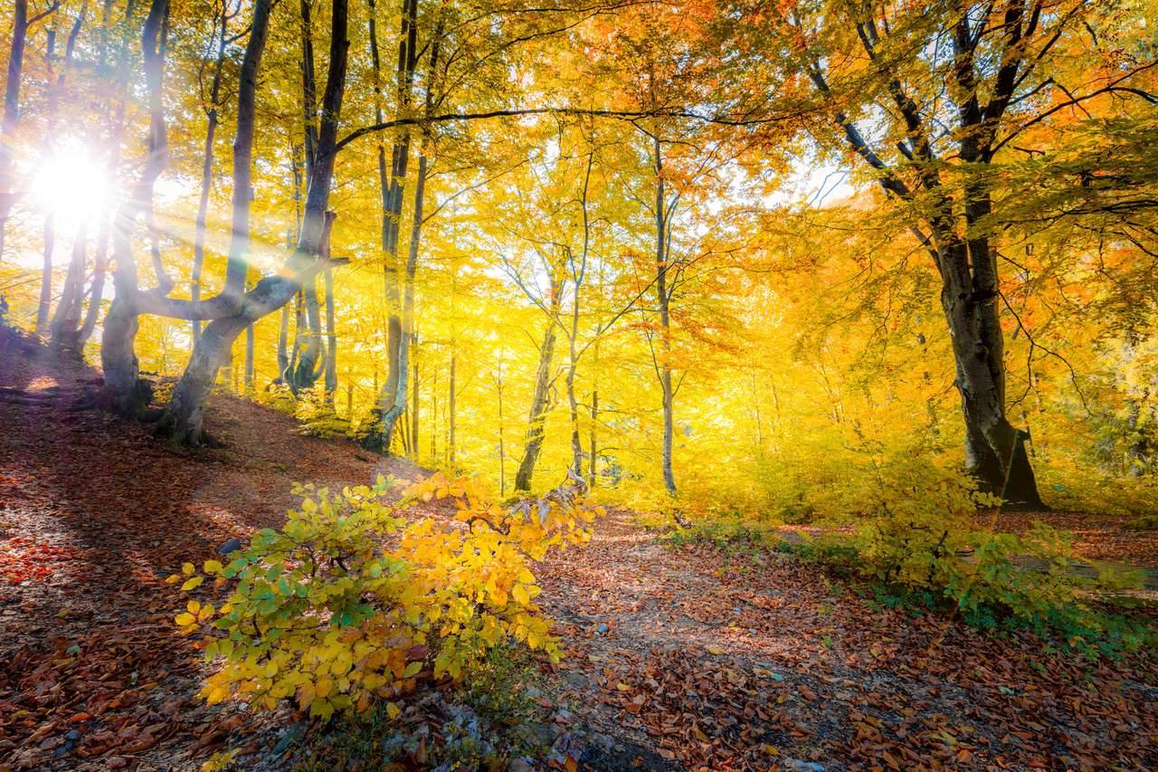 Bosque de otoño dorado rompecabezas en línea