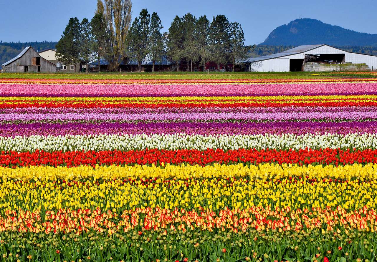 Granja colorida del tulipán rompecabezas en línea