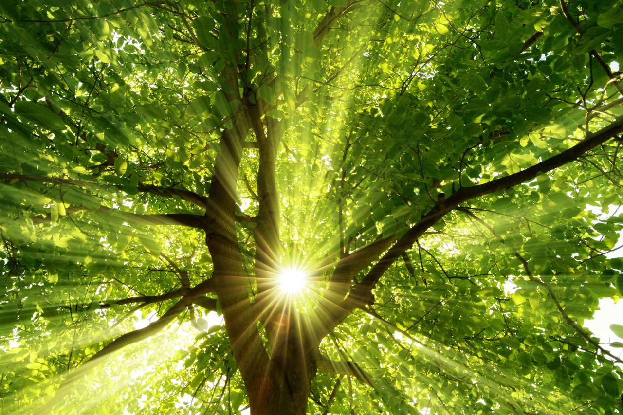 raggi intensi attraverso un grande albero puzzle online