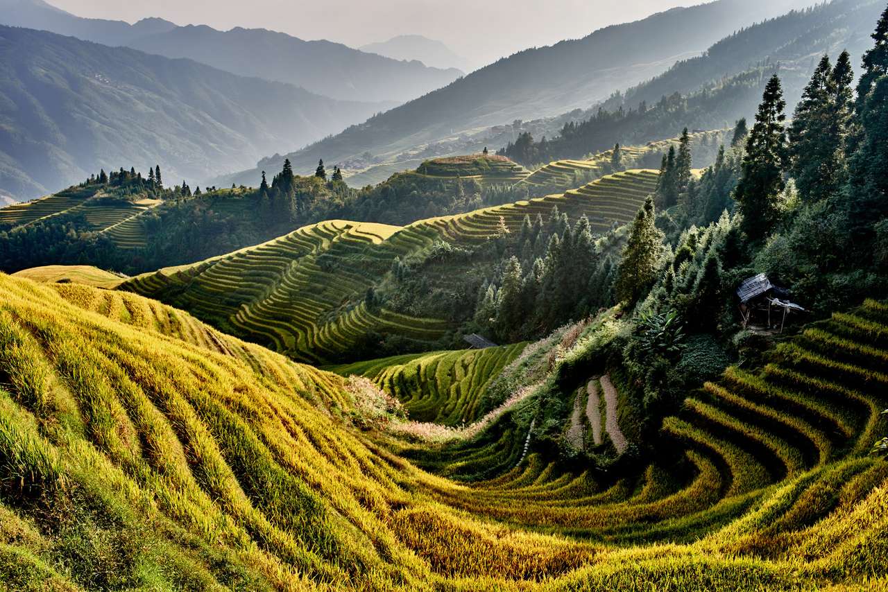 ris terrasserade fält pussel på nätet