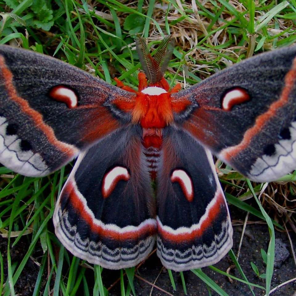 Exotický motýl online puzzle