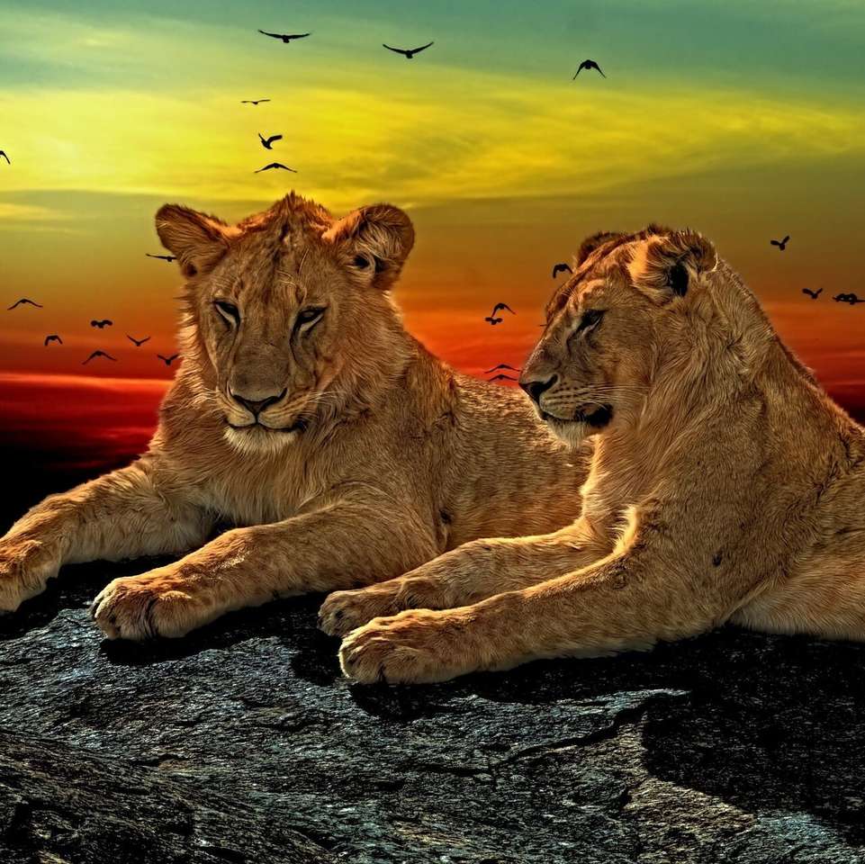 Lions et coucher de soleil puzzle en ligne