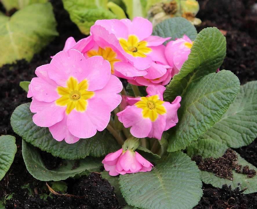 Κήπος Primula, Primrose παζλ online