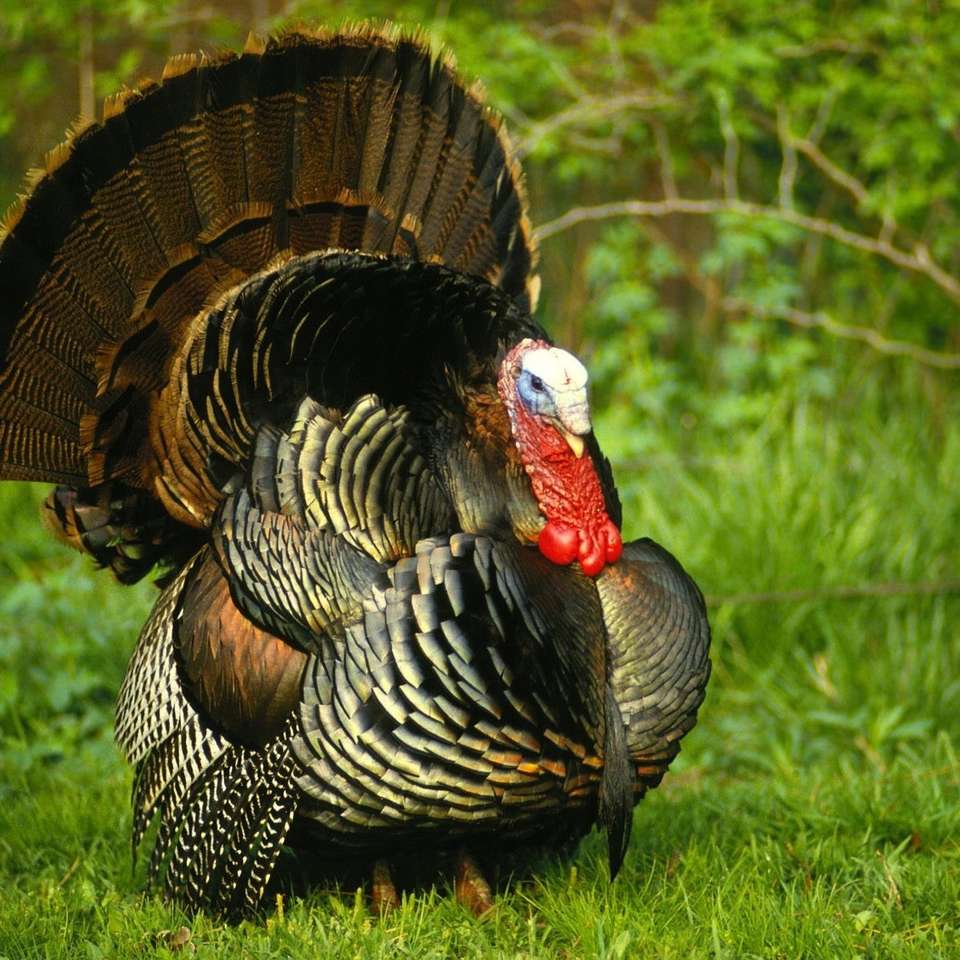 Turkey on the meadow online puzzle