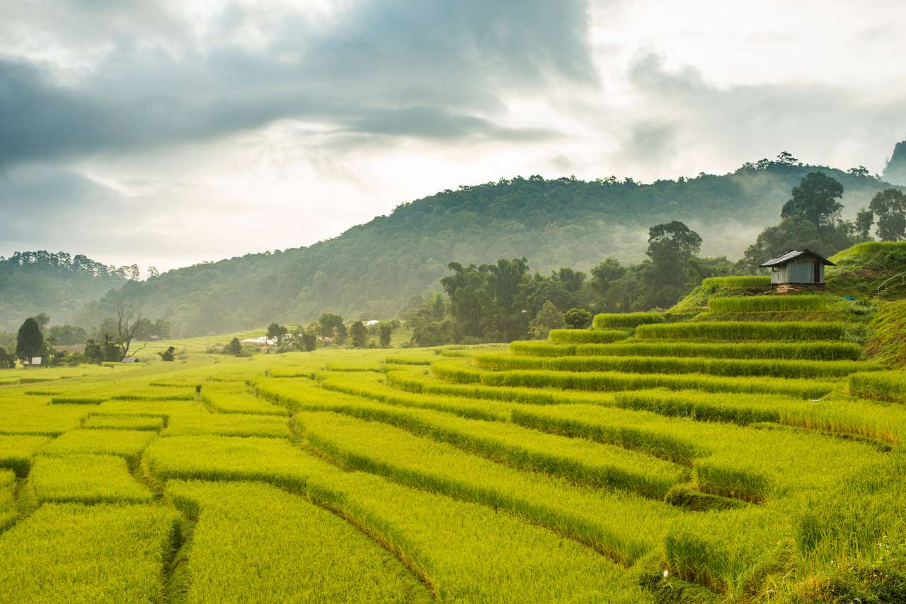 Reisfeld im Norden von Thailand Online-Puzzle