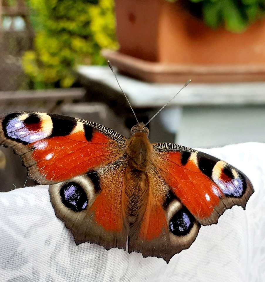 Butterfly Rusalka Pawik pussel på nätet