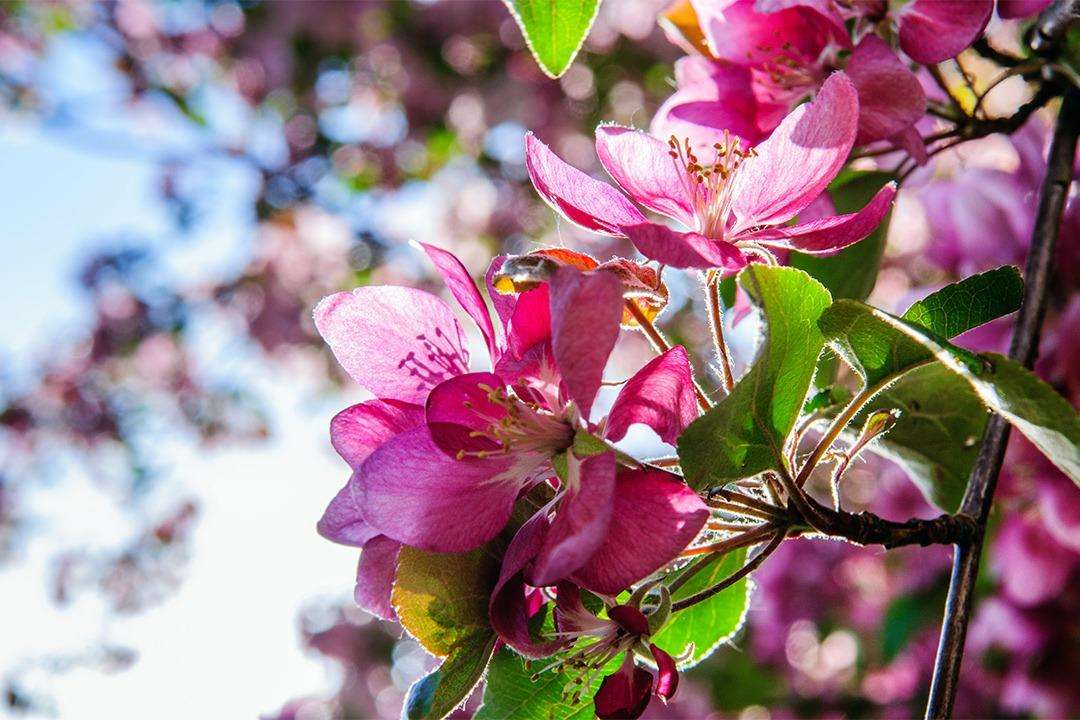 Růžové květy online puzzle