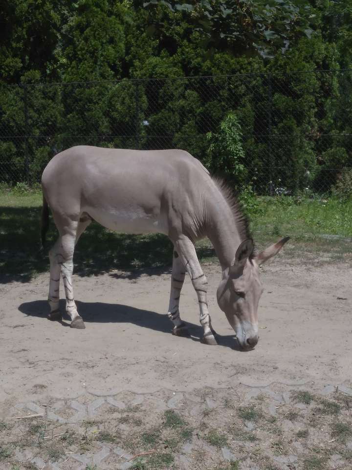 Somali Donkey. Online-Puzzle