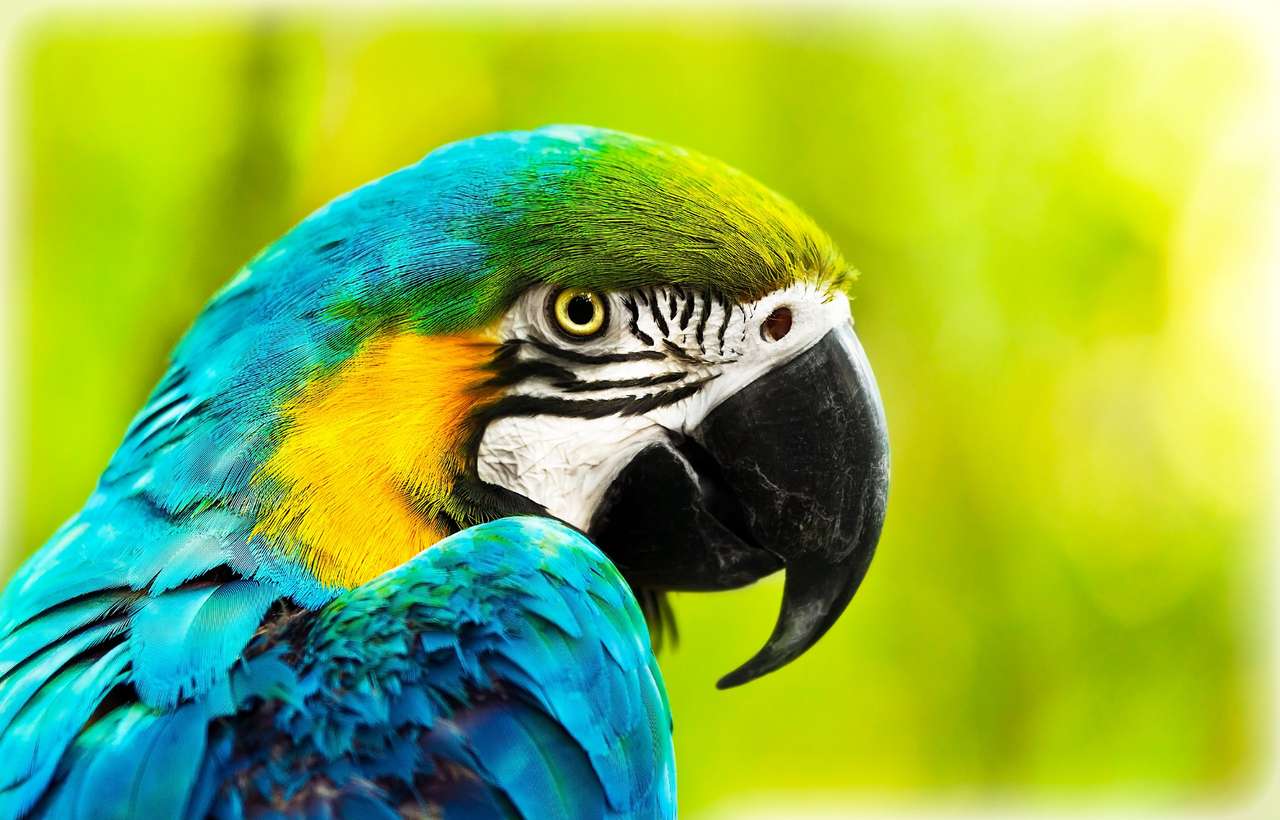 Exotische kleurrijke Afrikaanse Ara-papegaai, mooie close-up op vogelgezicht over natuurlijke groene achtergrond, vogel kijken safari, Zuid-Afrika wildlife legpuzzel online