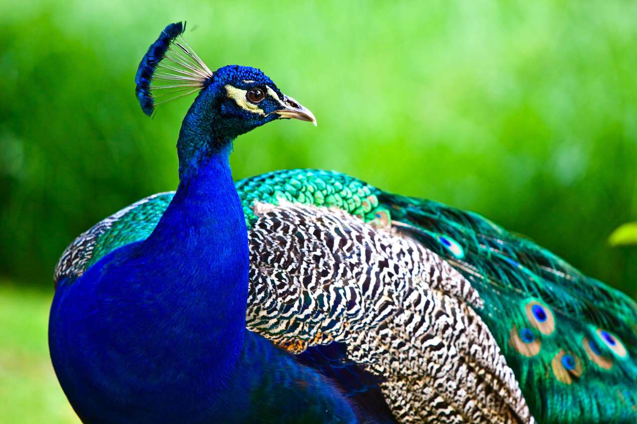 Peacock indien sur le fond vert puzzle en ligne
