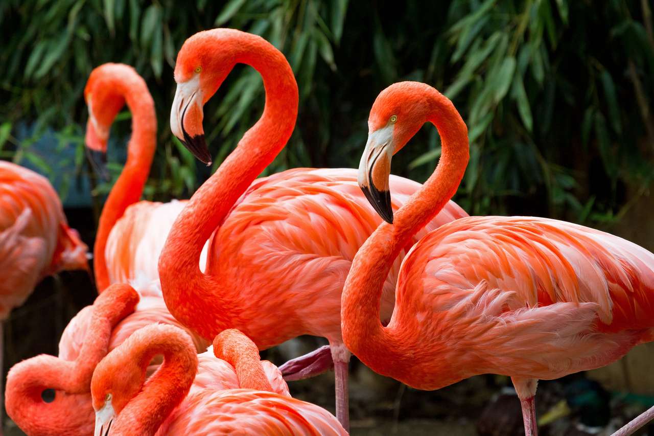 Gruppe schöne rosa Flamingos Online-Puzzle