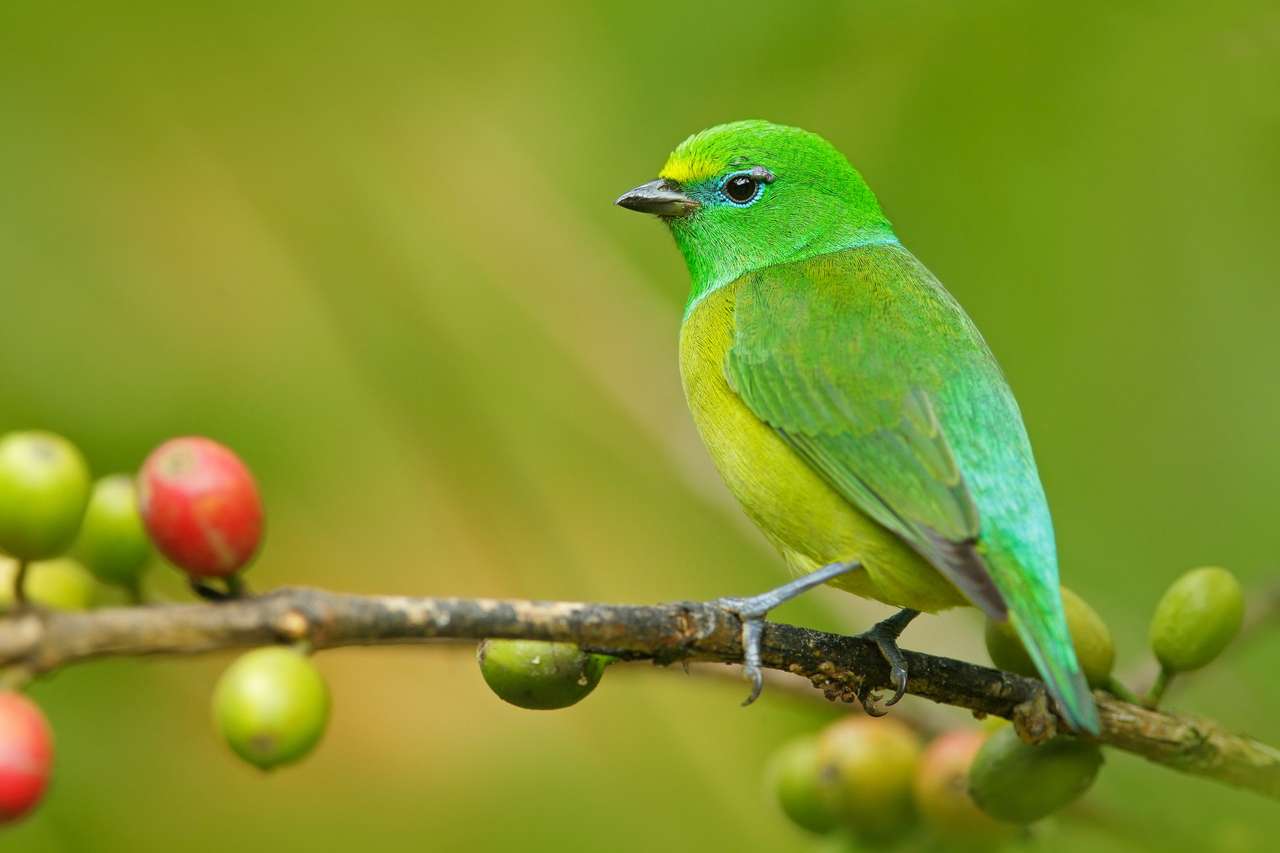 Голубовидная Chlorophonia, Chlorophonia cyanea, экзотическая тропическая зеленая певчая птица из Колумбии пазл онлайн