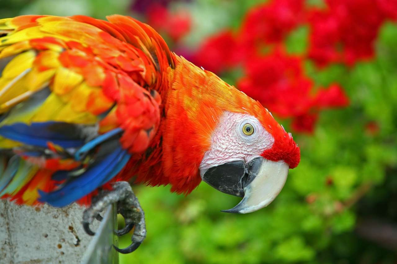 Πολύχρωμο Macaw σε τροπικό περιβάλλον online παζλ
