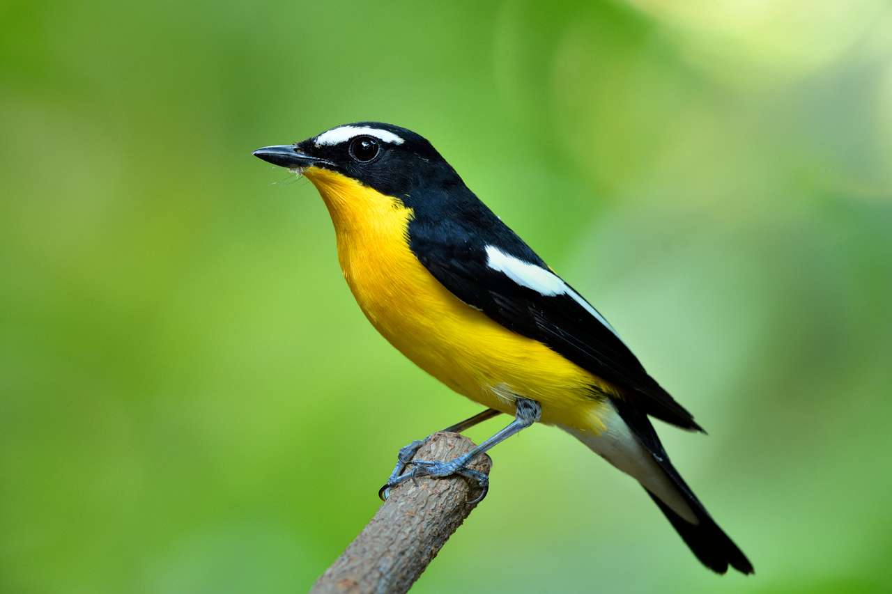 Färgrik gul fågel med svarta vingar perching trä gren över suddig grön bakgrund i naturen, man av gul-rumped flycatcher pussel på nätet