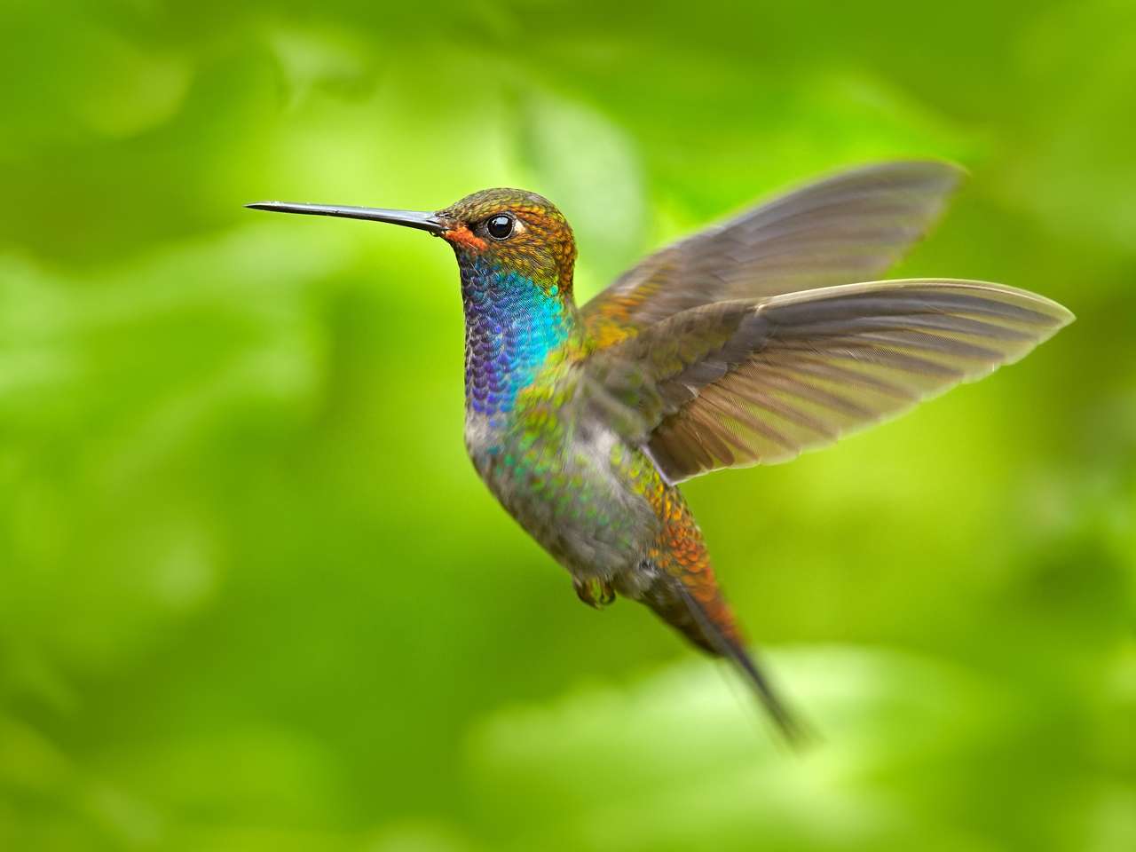 Barevný kolibřík v letu online puzzle