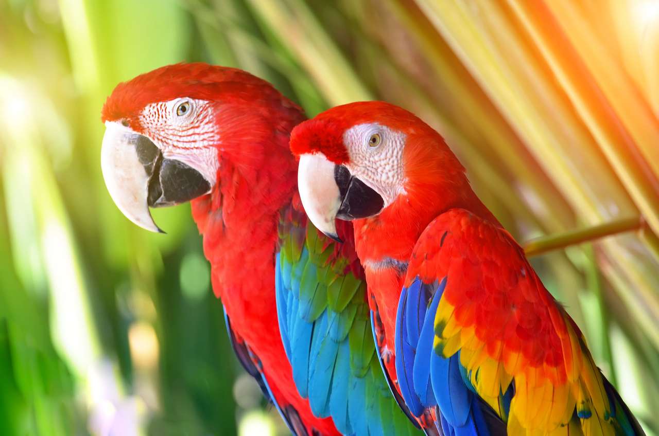 Zwei Papageien rot in tropischen Waldvögeln Puzzlespiel online