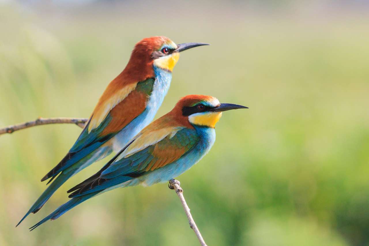 Birds delle coppie su un ramo, giorno di estate puzzle online