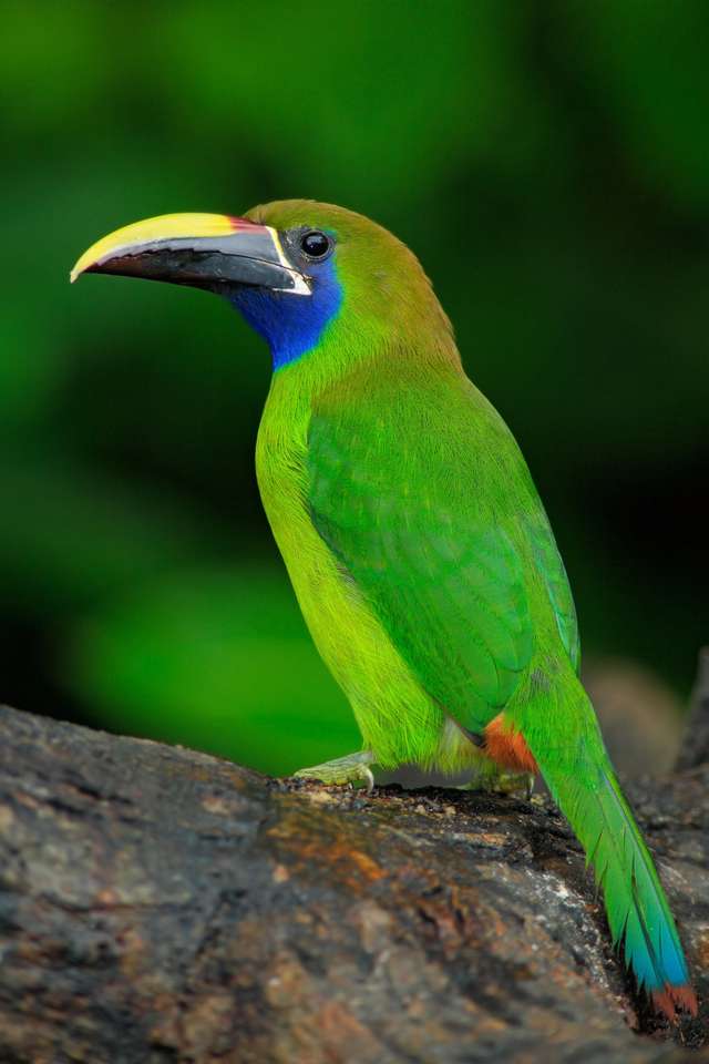 Blauw-throated toucanet, Aulacorhynchus Prasinus, groene Toekan vogel in de natuurhabitat, exotisch dier in tropisch bos, Panama legpuzzel online